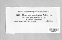 Uromyces acuminatus image